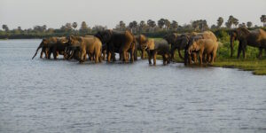 Selous Safari